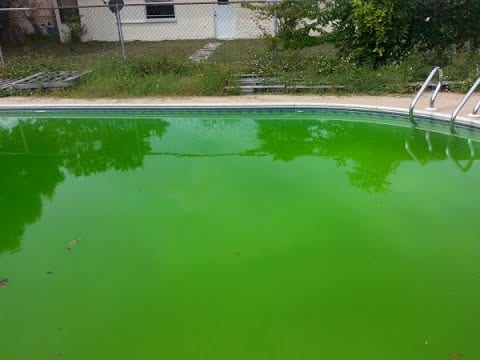 Fix a Green Pool In 5 Easy Steps | Get Rid of Pool Algae