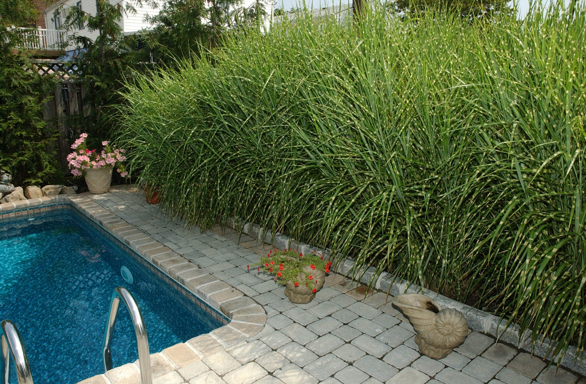 11 Simple Pool Landscaping Ideas That Fit Your Budget | Medallion Energy