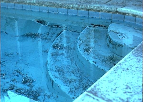 How To Remove Black Algae From Your Swimming Pool Kill Black Algae