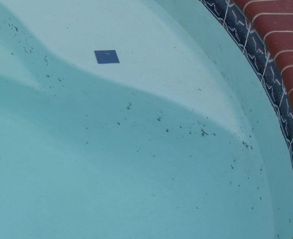 How To Remove Black Algae From Your Swimming Pool Kill Black Algae