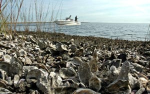 algae feed for oyster spat